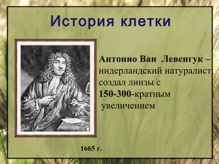 История клетки 
Антонио Ван Левенгук – 
нидерландский натуралист, 
создал линзы с 
150-300-кратным 
увеличением 
1665 г. 
 
