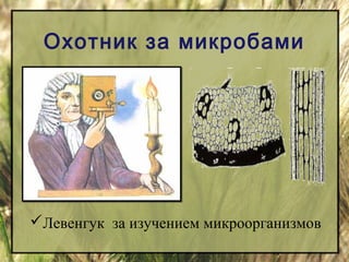 Охотник за микробами 
Левенгук за изучением микроорганизмов 
 