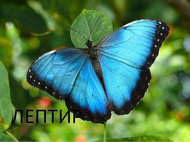 Ливада 3. разред