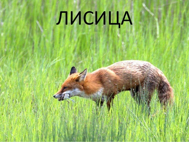 Ливада 3. разред