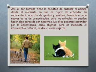 Así, el ser humano tiene la facultad de enseñar al animal, 
desde el momento en que es capaz de entender su 
rudimentario aparato de gestos y sonidos, llevando a cabo 
nuevos actos de comunicación; pero los animales no pueden 
hacer algo parecido con nosotros. De ellos podemos aprender 
por la observación, como objetos, pero no mediante el 
intercambio cultural, es decir, como sujetos. 
 