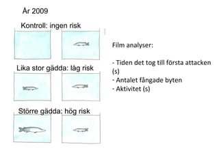 Film analyser: 
- Tiden det tog till första attacken 
(s) 
- Antalet fångade byten 
- Aktivitet (s) 
År 2009 
Kontroll: ingen risk 
Lika stor gädda: låg risk 
Större gädda: hög risk 
 