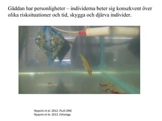 Gäddan har personligheter – individerna beter sig konsekvent över 
olika risksituationer och tid, skygga och djärva individer. 
Nyqvist et al. 2012. PLoS ONE 
Nyqvist et la. 2013. Ethology 
 
