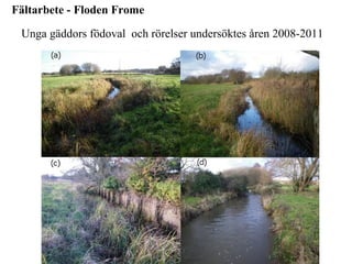 Fältarbete - Floden Frome 
Unga gäddors födoval och rörelser undersöktes åren 2008-2011 
 