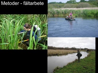 Metoder - fältarbete 
 