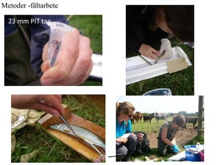 Metoder -fältarbete 
23 mm PIT tag 
 
