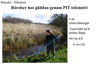 Rörelser hos gäddan genom PIT telemetri 
• 42 
undersökningar 
-3 perioder på 6 
veckor långa 
•0+ (n=27) 
1+ (n=11) 
Metoder - fältarbete 
 
