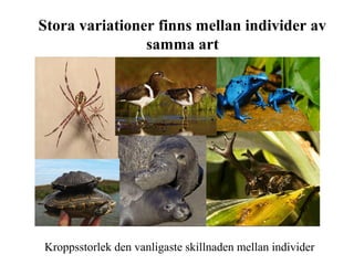 Stora variationer finns mellan individer av 
samma art 
Kroppsstorlek den vanligaste skillnaden mellan individer 
 