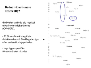 43 (n=7) 
24 (n=5) 
20 (n=7) 
22 (n=6) 
18 (n=5) 
16 (n=5) 
15 (n=8) 
2 (n=8) 
3 (n=8) 
19 
17 
15 
13 
11 
9 
7 
5 
3 
1 
Location (patch numbers) 
108 (n=15) 
106 (n=13) 
101 (n=14) 
49 (n=14) 
39 (n=14) 
47 (n=14) 
37 (n=13) 
38 (n=15) 
25 (n=25) 
26 (n=10) 
7 (n=16) 
9 (n=6) 
10 (n=9) 
12 
10 
8 
6 
4 
2 
0 
11 (n=8) 29 (n=6) 
30 (n=6) 
31 (n=9) 
32 (n=7) 
53 (n=9) 
54 (n=7) 
23 
21 
19 
17 
15 
13 
11 
1 3 5 7 9 
Railway 
Flood relief 
Rushton 
Do individuals move 
differently? 
-Individerna rörde sig mycket 
olika inom sidokanalerna 
(CV>50%). 
- 72 % av alla märkta gäddor 
detekterades och återfångades igen 
efter undersökningsperioden 
- Inga dygns-specifika 
rörelsemönster hittades 
 