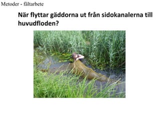 Metoder - fältarbete 
När flyttar gäddorna ut från sidokanalerna till 
huvudfloden? 
 