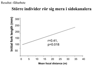 Resultat -fältarbete 
Större individer rör sig mera i sidokanalera 
0 5 10 15 20 25 30 35 40 
Mean focal distance (m) 
300 
250 
200 
150 
100 
50 
Initial fork length (mm) 
r=0.41, 
p=0.018 
 