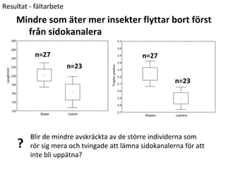 Resultat - fältarbete 
Mindre som äter mer insekter flyttar bort först 
från sidokanalera 
Stayer Leaver 
280 
260 
240 
220 
200 
180 
160 
140 
120 
Length/mm 
Stayers Leavers 
3.7 
3.6 
3.5 
3.4 
3.3 
3.2 
3.1 
3.0 
2.9 
2.8 
2.7 
Trophic position n=27 
n=23 
n=23 
n=27 
Blir de mindre avskräckta av de större individerna som 
rör sig mera och tvingade att lämna sidokanalerna för att 
inte bli uppätna? 
? 
 