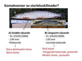 Konsekvenser av storleksskillnader? 
A) Snabbt-växande 
- 0+ (25/02/2009) 
- 234 mm 
-fiskätande 
B) Långsamt-växande 
- 0+ (24/02/2009) 
- 120 mm 
- evertebratätande 
Stora dominanta hanar 
Stora honor 
Små hanar 
-Smygande beteende, protandri 
Mindre honor, protandri 
 