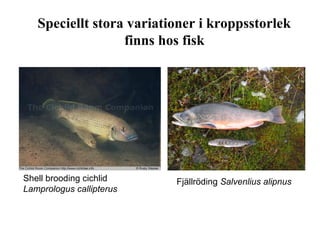 Speciellt stora variationer i kroppsstorlek 
Shell brooding cichlid 
Lamprologus callipterus 
finns hos fisk 
Fjällröding Salvenlius alipnus 
 