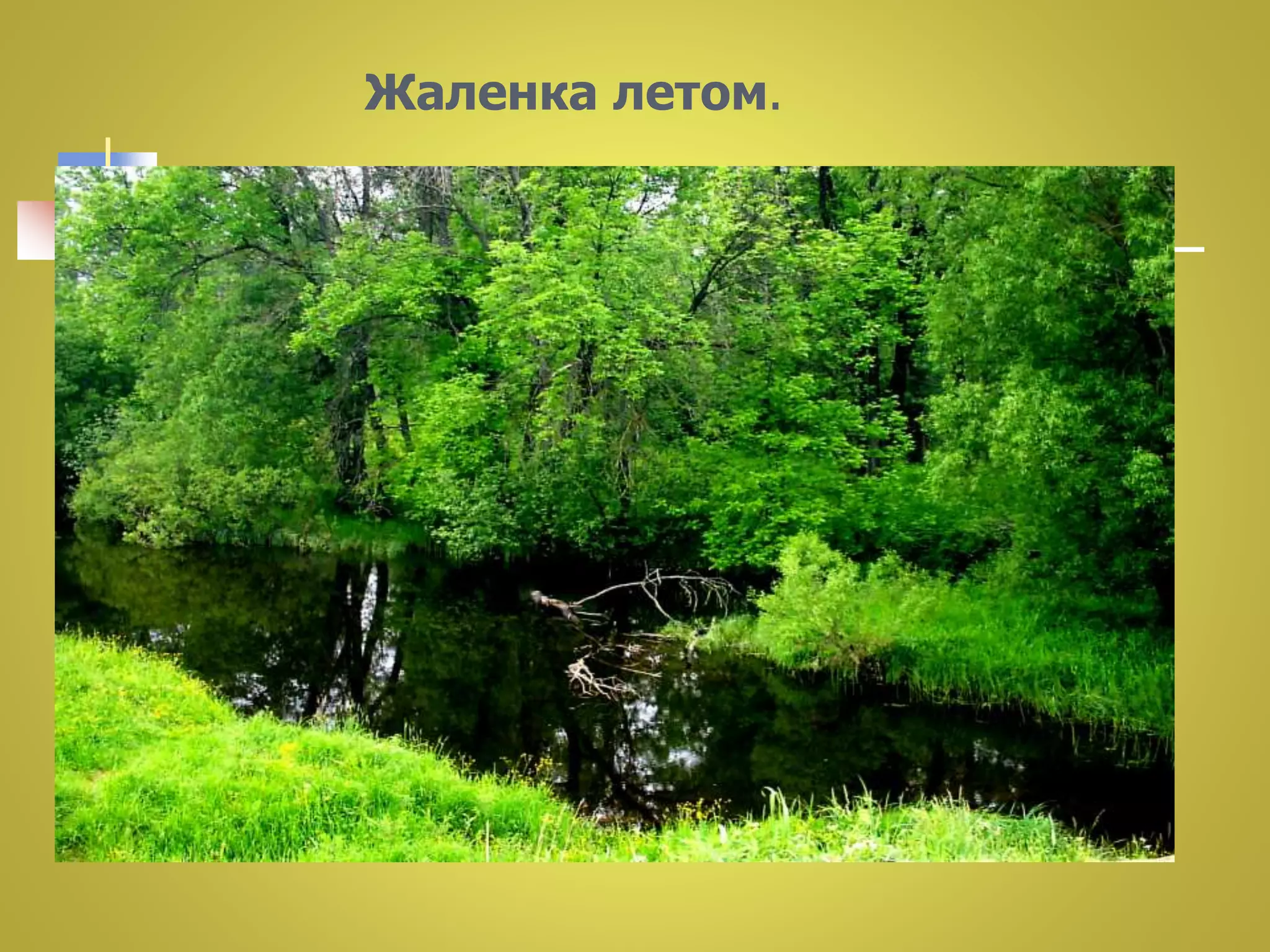 Жаленка летом. 
 