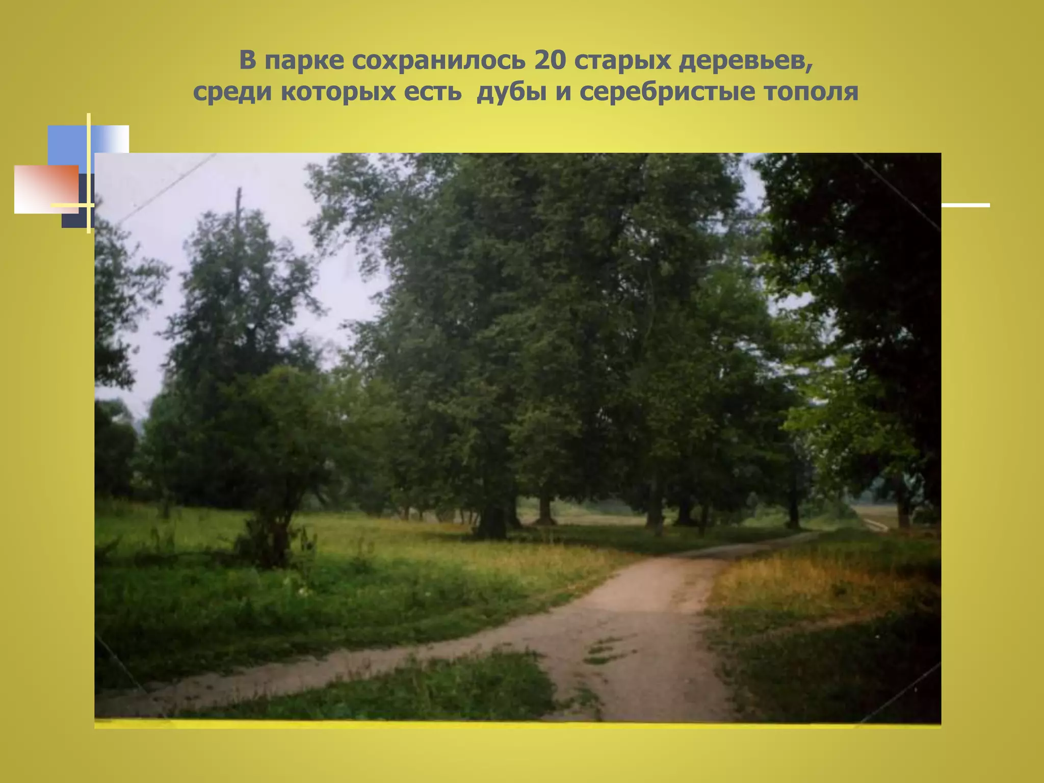 В парке сохранилось 20 старых деревьев, 
среди которых есть дубы и серебристые тополя 
 