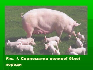 Рис. 1. Свиноматка великої білої 
породи 
 