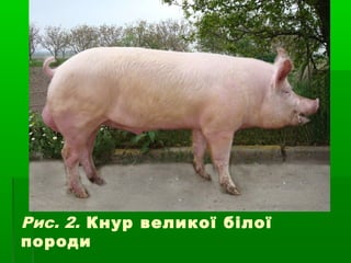 Рис. 2. Кнур великої білої 
породи 
 