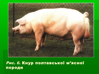Рис. 6. Кнур полтавської м’ясної 
породи 
 