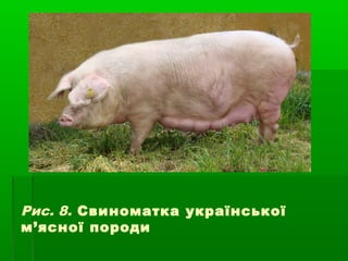 Рис. 8. Свиноматка української 
м’ясної породи 
 