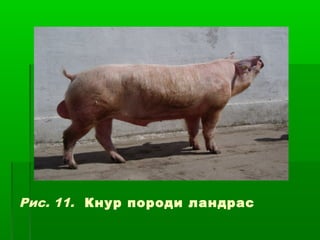 Рис. 11. Кнур породи ландрас 
 