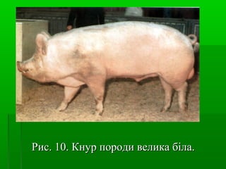 РРиисс.. 1100.. ККннуурр ппооррооддии ввееллииккаа ббііллаа.. 
 