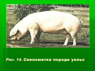 Рис. 14. Свиноматка породи уельс 
 