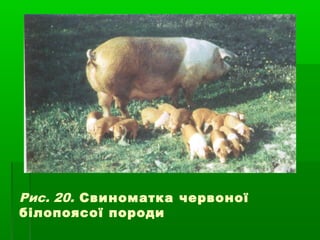 Рис. 20. Свиноматка червоної 
білопоясої породи 
 