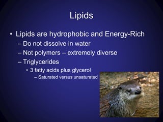 Lipids
• Lipids are hydrophobic and Energy-Rich
– Do not dissolve in water
– Not polymers – extremely diverse
– Triglycerides
• 3 fatty acids plus glycerol
– Saturated versus unsaturated
 