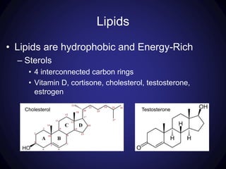Lipids
• Lipids are hydrophobic and Energy-Rich
– Sterols
• 4 interconnected carbon rings
• Vitamin D, cortisone, cholesterol, testosterone,
estrogen
Cholesterol Testosterone
 
