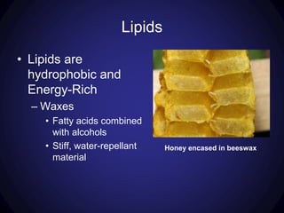 Lipids
• Lipids are
hydrophobic and
Energy-Rich
– Waxes
• Fatty acids combined
with alcohols
• Stiff, water-repellant
material
Honey encased in beeswax
 