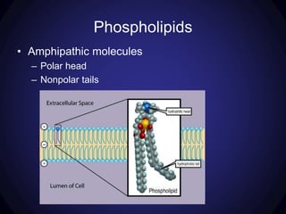 Phospholipids
• Amphipathic molecules
– Polar head
– Nonpolar tails
 