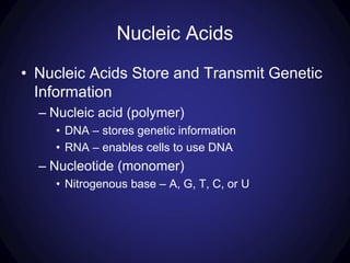 Nucleic Acids
• Nucleic Acids Store and Transmit Genetic
Information
– Nucleic acid (polymer)
• DNA – stores genetic information
• RNA – enables cells to use DNA
– Nucleotide (monomer)
• Nitrogenous base – A, G, T, C, or U
 