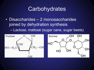 Carbohydrates
• Disaccharides – 2 monosaccharides
joined by dehydration synthesis
– Lactose, maltose (sugar cane, sugar beets)
Fructose Sucrose
 