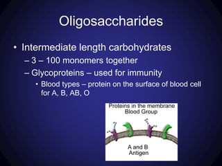 Oligosaccharides
• Intermediate length carbohydrates
– 3 – 100 monomers together
– Glycoproteins – used for immunity
• Blood types – protein on the surface of blood cell
for A, B, AB, O
 