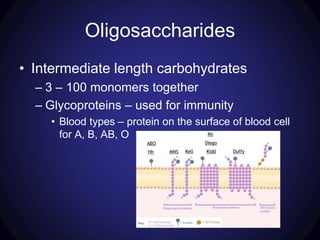 Oligosaccharides
• Intermediate length carbohydrates
– 3 – 100 monomers together
– Glycoproteins – used for immunity
• Blood types – protein on the surface of blood cell
for A, B, AB, O
 
