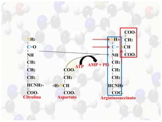 NH2 
O 
NH 
CH2 
CH2 
CH2 
HCNH3+ 
COO-C= 
Citrulina 
COO-CH2 
+H3NCH 
COO-Aspartato 
C = 
NH 
CH2 
CH2 
CH2 
NCH 
COO-NH3+ 
ATP AMP + PPi 
HCNH3 
COO-COO-CH2 
Argininosuccinato 
 