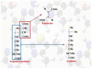 NH3+ 
= 
NH 
CH2 
CH2 
CH2 
HCNH3 
COO-C 
C = 
NH 
CH2 
CH2 
CH2 
HCNH3 
COO-COO-CH2 
NCH 
COO-NH2 
Argininosuccinato 
H COO-C 
C 
-OOC H 
Fumarato 
NH2 
Arginina 
 