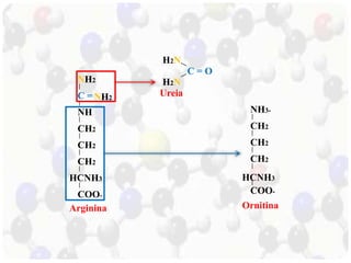 C = 
NH 
CH2 
NH2 
CH2 
CH2 
HCNH3 
COO-NH2 
Arginina 
H2N 
H2N 
C = O 
Ureia 
CH2 
CH2 
CH2 
HCNH3 
COO-NH3- 
Ornitina 
 