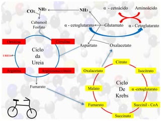 Citrato 
Oxalacetato 
Malato 
Fumarato 
Succinato 
Aminoácido 
Isocitrato 
α -cetoglutarato 
Succinil - CoA 
Ornitina Citrulina 
Ciclo 
da 
Ureia 
Arginina Argininosuccinato 
Ciclo 
De 
Krebs 
CO2 
NH3 
Cabamoil 
Fosfato 
UREIA 
Fumarato 
Aspartato 
α - Cetoglutarato 
α - cetoglutarato Glutamato 
Oxalacetato 
NH3 
α - cetoácido 
 