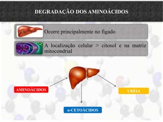 DEGRADAÇÃO DOS AMINOÁCIDOS 
Ocorre principalmente no fígado 
A localização celular > citosol e na matriz 
mitocondrial 
AMINOÁCIDOS 
α-CETOÁCIDOS 
URÉIA 
 