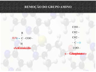 REMOÇÃO DO GRUPO AMINO 
H3N+ 
R 
C – COO – 
H 
Aminoácido 
COO – 
CH2 – 
CH2 – 
C 
= O 
– 
COO – 
α - Cetoglutarato 
Glutamato 
O =– 
α - Cetoácido 
 