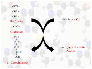 COO – 
CH2 – 
CH2 – 
H – 
C 
NH3+ 
COO – 
Glutamato 
COO – 
CH2 – 
CH2 – 
C 
= O 
– 
COO – 
α - Cetoglutarato 
NAD (P)+ + H2O 
NAD (P)H+ H+ + NH4+ 
Amônia 
 