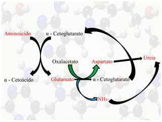 Aminoácido 
α - Cetoglutarato 
α - Cetoácido Glutamato 
α - Cetoglutarato 
Ureia 
Oxalacetato Aspartato 
NH4+ 
 