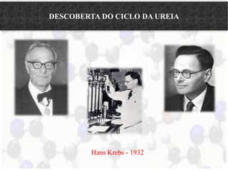 DESCOBERTA DO CICLO DA UREIA 
Hans Krebs - 1932 
 