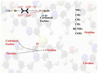 CO2+NH3 P-C-NH2 
NH2 
Carbamoil 
Fosfato 
ATP ADP + Pi 
ATP ADP 
NH3+ 
CH2 
CH2 
CH2 
HCNH3+ 
COO-NH 
COO-Ornitina 
OC=O 
Citrulina 
Carbamoil 
Fosfato 
Ornitina 
Citrulina 
Pi 
 