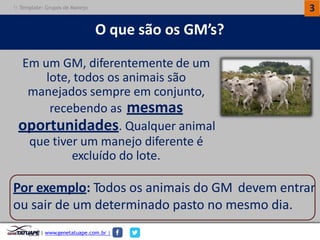 3 
Oque sãoosGM’s? 
Emum GM,diferentementedeum 
lote,todos os animaissão 
manejadossempreem conjunto, 
recebendoas mesmas 
oportunidades.Qualqueranimal 
quetiver ummanejo diferenteé 
excluídodo lote. 
Porexemplo:TodososanimaisdoGM 
devementrar 
ousairdeumdeterminadopastonomesmodia. 
|www.genetatuape.com.br | 
Template: Grupos de Manejo  