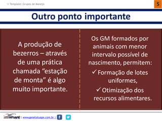 5 
Outroponto 
importante 
OsGMformadospor 
animaiscom menor 
intervalopossívelde 
nascimento,permitem: 
Formaçãode lotes uniformes, 
Otimizaçãodos recursosalimentares. 
Aproduçãode 
bezerros–através 
deumaprática 
chamada“estação 
demonta”éalgo 
muitoimportante. 
|www.genetatuape.com.br | 
Template: Grupos de Manejo  