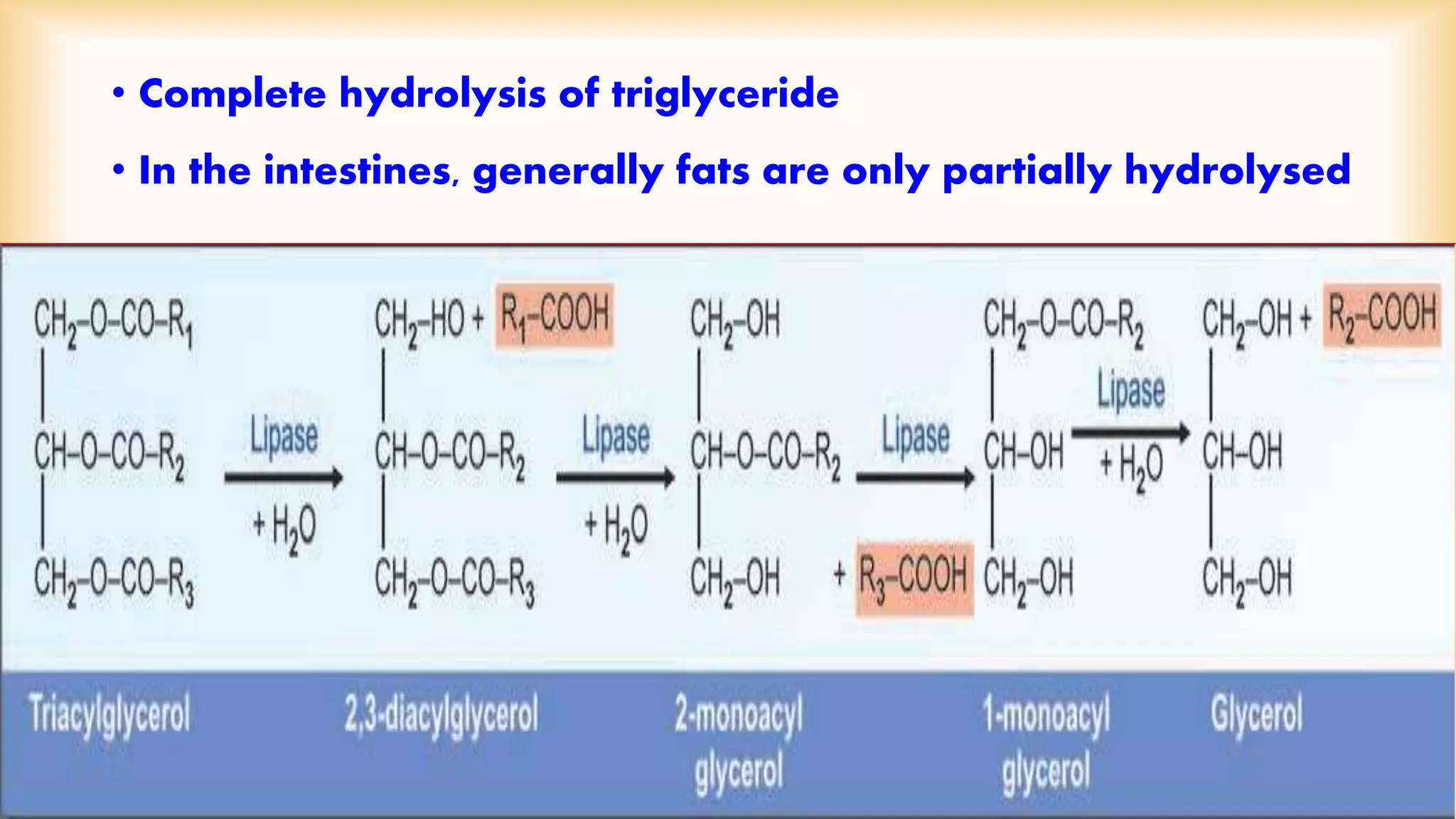 • Complete hydrolysis of triglyceride 
• In the intestines, generally fats are only partially hydrolysed 
 