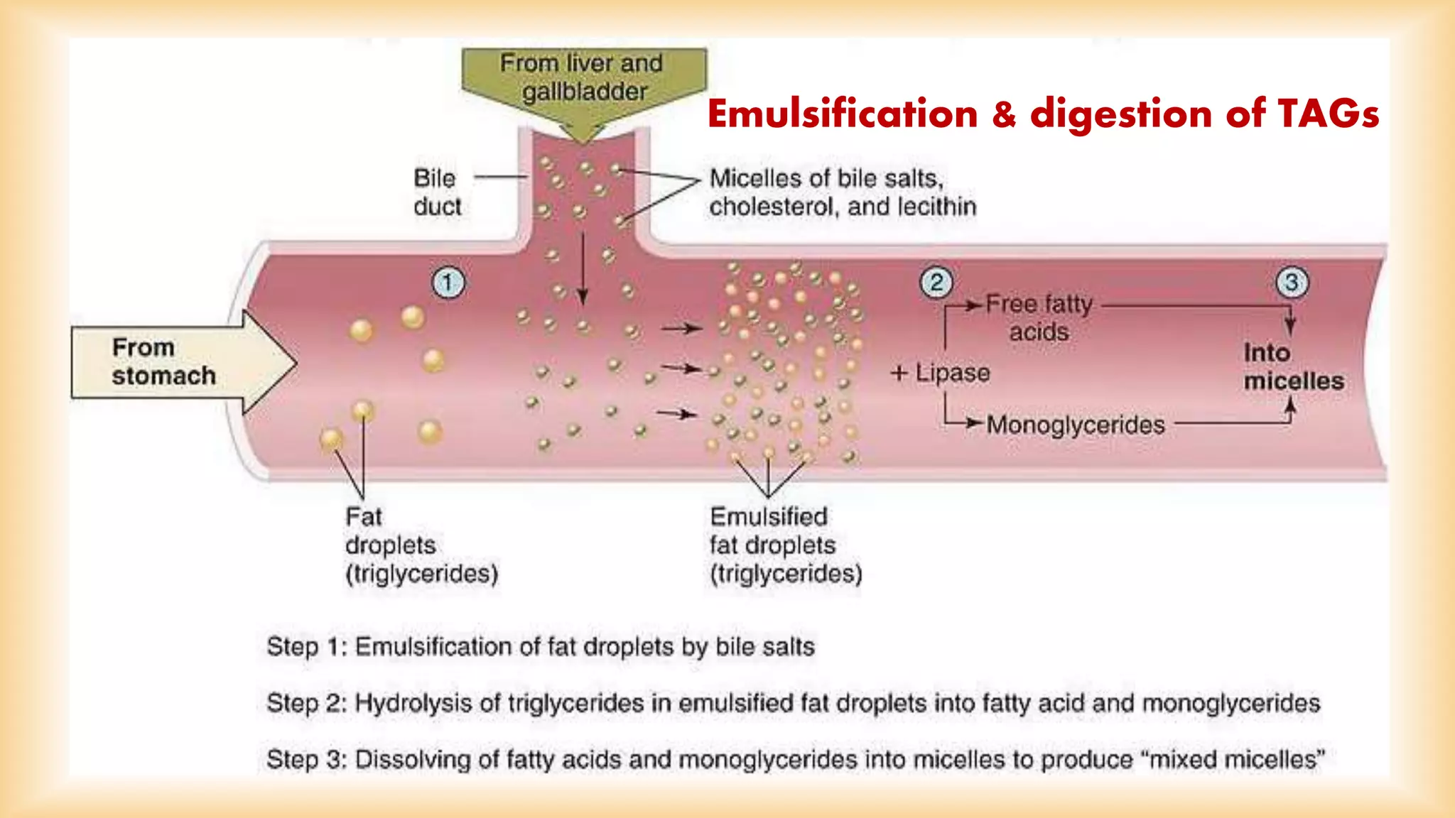 Emulsification & digestion of TAGs 
 